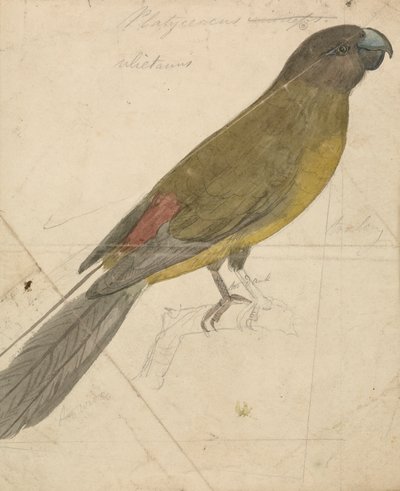 ببغاء بواسطة James de Carle Sowerby