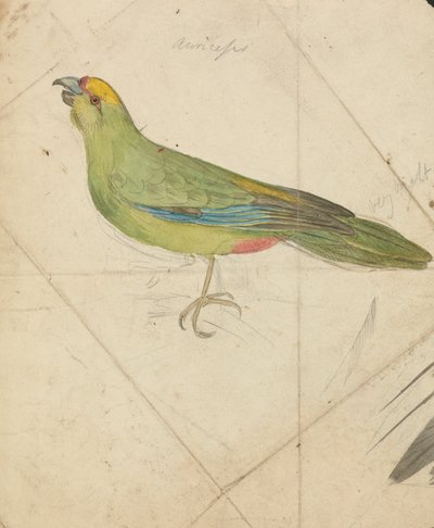 ببغاء بواسطة James de Carle Sowerby