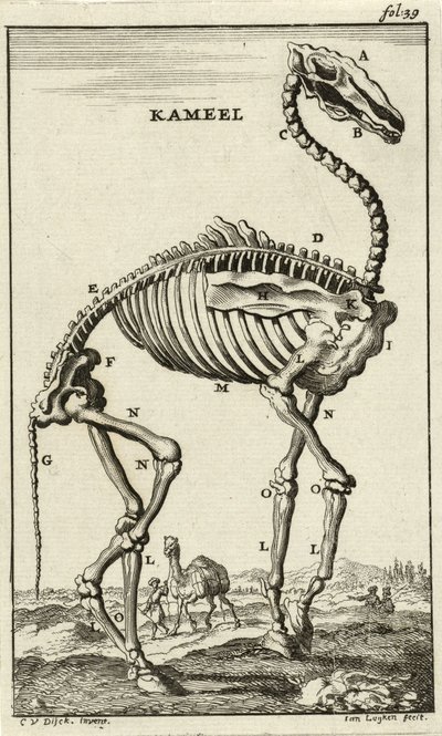 الهيكل العظمي للجمال ، ج. 1680 بواسطة جان لويكن