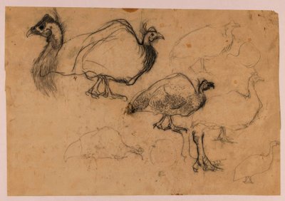 رسم تخطيطي لدجاج غينيا بواسطة جان مانكس