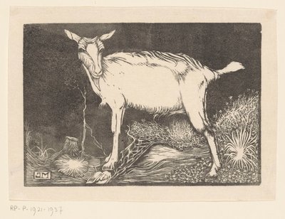 عنزة بيضاء بواسطة Jan Mankes