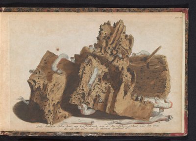 أجزاء من العمل المتأثر بدودة السفن ، 1731 ثلاث قطع من خشب البلوط من Paalwerk aan de Zee-Dyken ، مرسومة بعد الحياة حيث اخترقتها Wurmen (العنوان على الكائن) بواسطة إرفين ج. راتلباند وشركاه