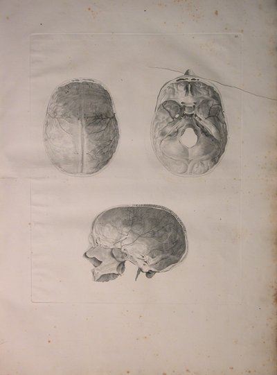 الالبومات 2 Pl. 3 ، عظام الجمجمة ، من "جدول عظام بشرية" ، بقلم برنارد سيغفريد ألبينوس (1697-1770) ، نشرها J.undH. فيربيك ، ببليوب. 1753 ، ليدن ، 1753 بواسطة جان وانديلار