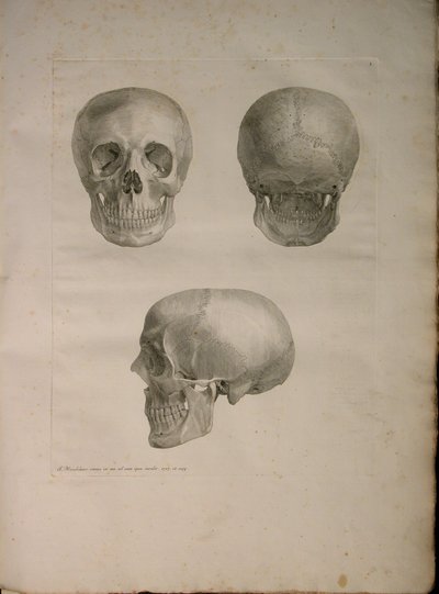 الالبومات 2 Pl. 1 ، من "جدول عظام بشرية ، بقلم برنارد سيغفريد ألبينوس (1697-1770) ، 1729 ، نشره J.undH. فيربيك ، ببليوب. 1753 ، ليدن بواسطة جان وانديلار
