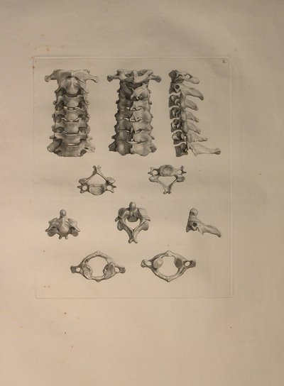 الالبومات 2 Pl. 10: فقرة عنق الرحم ، من "جدول عظام بشرية" ، بقلم برنارد سيغفريد ألبينوس (1697-1770) ، نشره J.undH. فيربيك ، ببليوب. 1753 ، ليدن ، 1729-1753 بواسطة جان وانديلار