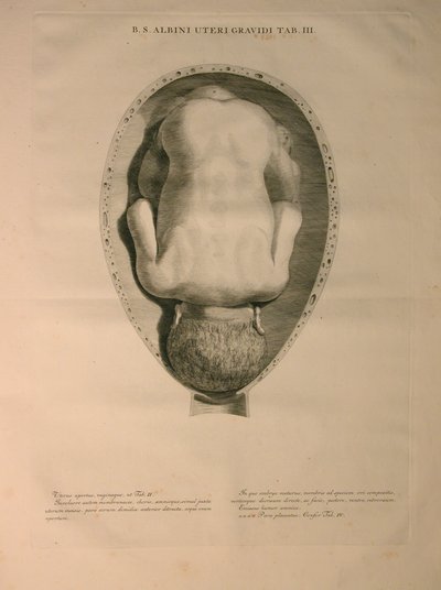 Albinus ، PI. 3 ، من "جدول عظام بشرية" ، بقلم برنارد سيغفريد ألبينوس (1697-1770) ، نشره J.undH. فيربيك ، ببليوب. ، ليدن ، 1748 بواسطة جان وانديلار
