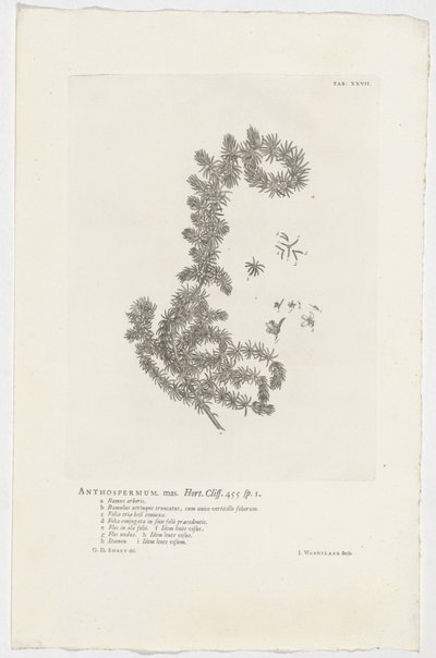 Anthospermum aethiopicum أنثوسبيرموم ذكر. حديقة. جرف. 455 ص. 1 (العنوان على الكائن) بواسطة جان وانديلار