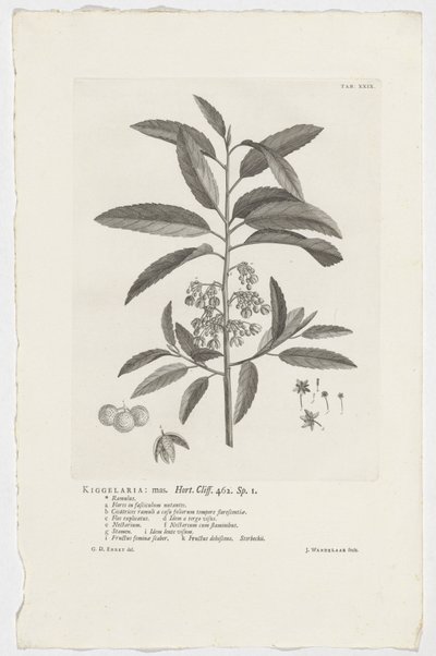 Kiggelaria africana كيجلاريا: ماس. هورت. جرف. 462. ص. 1 (العنوان على الكائن) بواسطة جان وانديلار