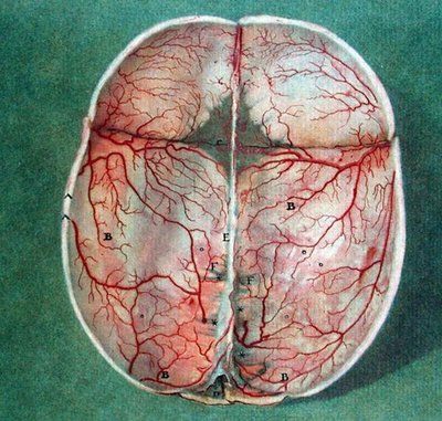الدماغ ، من "Traite d'Anatomie du Cerveau" بقلم فيليكس فيك دازير (1748-1794) بواسطة جان أو جوان Ladmiral