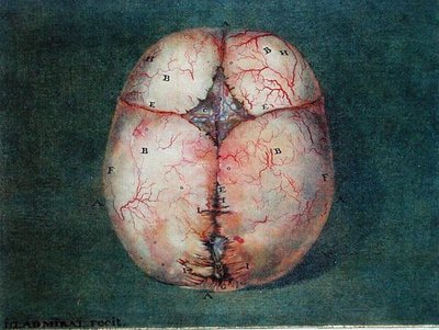 الدماغ ، من "Traite d'Anatomie du Cerveau" بقلم فيليكس فيك دازير (1748-1794) بواسطة جان أو جوان Ladmiral