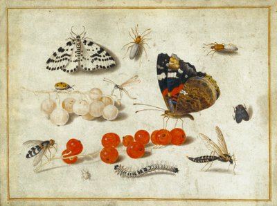 الفراشة ، كاتربيلر ، العثة ، الحشرات والكشمش ، c.1650-65 (الغواش والحبر على الرق) بواسطة جان فان كيسيل الأكبر