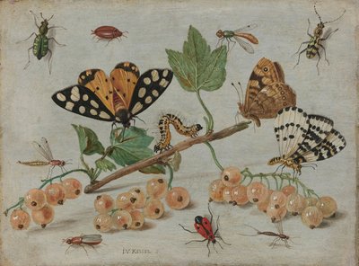 الحشرات والفاكهة ، c.1660-5 (زيت على النحاس) بواسطة جان فان كيسيل الأكبر