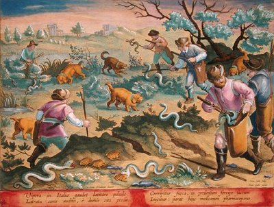 الأفاعي الإيطالية تأكل الضفادع ، اللوحة 60 من "Venationes Ferarum ، Avium ، Piscium" (للصيد: الحيوانات البرية والطيور والأسماك) نقشها جان كوليرت (1566-1628) نشره فيليبس جالايوس من أمستردام (نقش ملون يدويًا) بواسطة جان فان دير سترايت