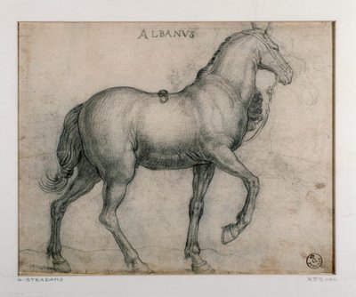 دراسة لرسم حصان لجيوفاني سترادانو (جان فان دير سترايت) (1523-1605) فلورنسا ، قسم المطبوعات والرسومات ، أوفيزي (المكاتب) بواسطة جان فان دير سترايت