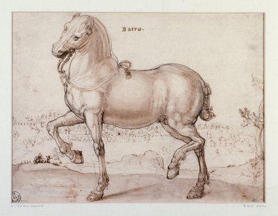 دراسة لرسم حصان لجيوفاني سترادانو (جان فان دير سترايت) (1523-1605) فلورنسا ، قسم المطبوعات والرسومات ، أوفيزي (المكاتب) بواسطة جان فان دير سترايت