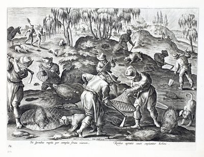 حفر الخنازير والتقاطها ، اللوحة 54 ، رسم توضيحي من "Venationes ، Ferarum ، Avium ، Piscium" (للصيد: وحوش برية ، طيور ، أسماك) ، نقش بواسطة Jan Collaert (1566-1628) ، حانة. بواسطة فيليبس بواسطة جان فان دير سترايت