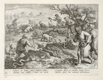 الأفاعي الإيطالية تأكل الضفادع ، اللوحة 60 ، رسم توضيحي من "Venationes ، Ferarum ، Avium ، Piscium" (للصيد: وحوش برية ، طيور ، أسماك) ، نقش بواسطة جان كولارت (1566-1628) ، حانة. فيليب جاليوس ، بواسطة جان فان دير سترايت