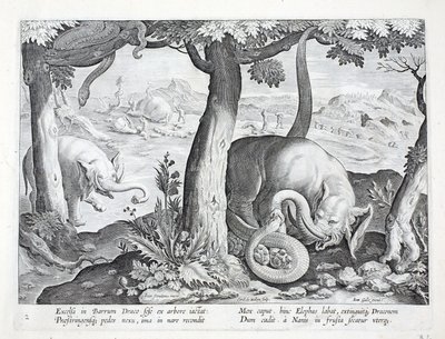 ثعبان يستخدم في صيد الفيلة ، رسم توضيحي من "Venationes ، Ferarum ، Avium ، Piscium" (للصيد: وحوش برية ، طيور ، أسماك) ، منقوش بواسطة Jan Collaert (1566-1628) ، حانة. بواسطة فيليبس غالايوس ، أمستر بواسطة جان فان دير سترايت