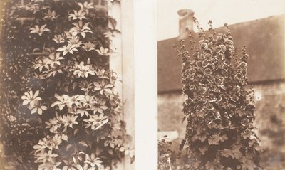 Clematis Cerulea ، Hollyhocks ، 1853-56. بواسطة جين مارثا سانت جون