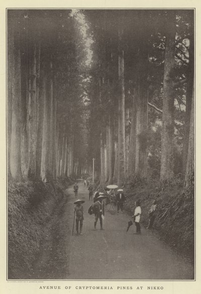 شارع صنوبر Cryptomeria في نيكو بواسطة Japanese Photographer