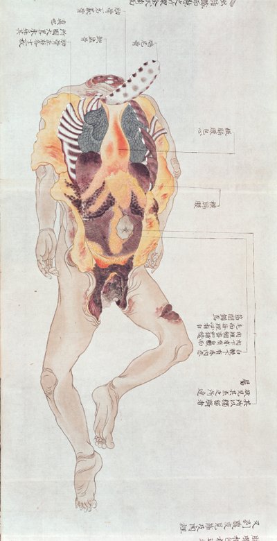 جسد مفكك من تشريح ضحية التعذيب عام 1796 ، من ماكيمونو لطبيب ميدوري ، 1842 (قلم وحبر ومرحاض على ورق) بواسطة المدرسة اليابانية