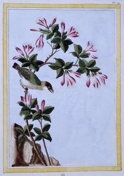 Bird - Japanese print بواسطة المدرسة اليابانية