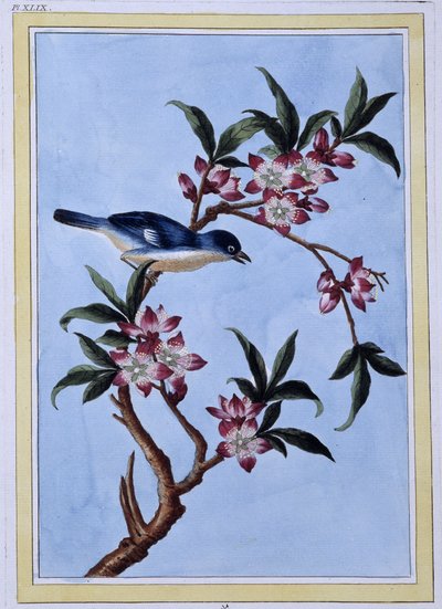 Bird - Japanese print بواسطة المدرسة اليابانية
