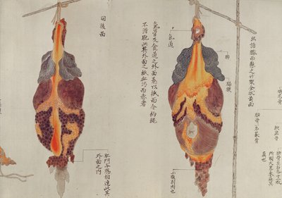 الرئتان من تشريح ضحية تعذيب عام 1796 ، من ماكيمونو لطبيب ميدوري ، 1842 (قلم وحبر ومرحاض على ورق) بواسطة المدرسة اليابانية