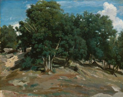 Fontainebleau: أشجار البلوط في Bas-Bréau ، 1832-3 (زيت على ورق ، وضع على الخشب) بواسطة جان بابتيست كميل كوروت