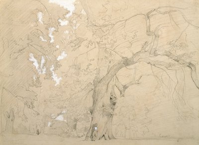 Young Man in Front of a Great Oak, c.1840 (pencil and gouache on paper) بواسطة جان بابتيست كميل كوروت