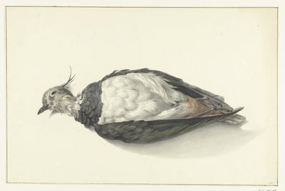 الكذب ميتا lapwing بواسطة جان برنارد