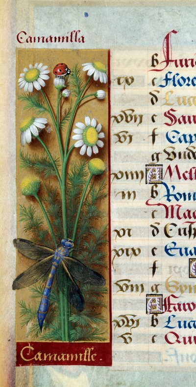 نباتي: البابونج مع الدعسوقة واليعسوب. صورة مصغرة من "" Les grandes Hours d'Anne de Bretagne "" لجين بورديشون (1457-1521) بواسطة جان بورديشون