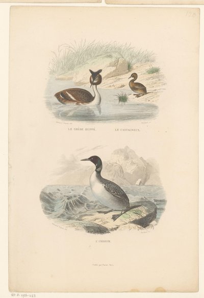 Grote kuiffuut، dodaar en ijsduiker الغريب العظيم المتوج ، الصغير (العنوان على الجسم) The imbrim (العنوان على الكائن) بواسطة إدوارد ترافيس