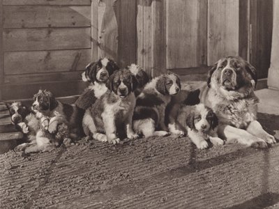 سويسرا: الشهيرة St Bernard Dogs (b / w photo) بواسطة جين جابريل