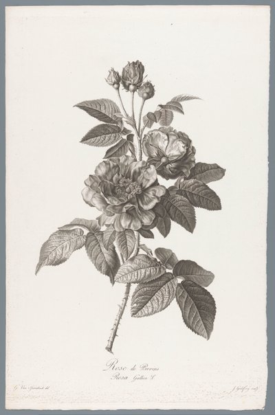 رو الفرنسية Rose de Provins / Rosa Gallica L. (العنوان على الكائن) زهور مستمدة من الطبيعة (...) (عنوان السلسلة) بواسطة جيرارد فان سبيندونك