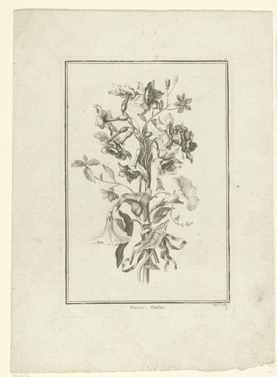 باقة من النرجس و bindweed Narcisse ، Volubilis (العنوان على الكائن) IIe Cahier de Bouquets (عنوان السلسلة) بواسطة جان بابتيست مونوييه