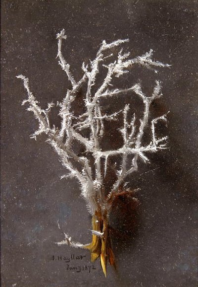 يناير (من سلسلة اثني عشر) بواسطة جيسيكا هايلار