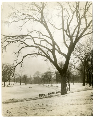 Boston Common & frog-pond ، عن طريق الشجرة ، بوسطن ، الولايات المتحدة الأمريكية ، حوالي 1902-10 (صورة فضية للجيلاتين) بواسطة جيسي تاربوكس بيلز