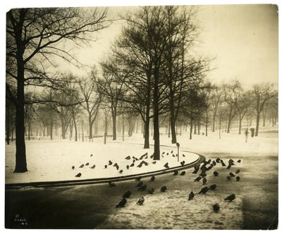 مشترك مع الحمام ، بوسطن ، الولايات المتحدة الأمريكية ، حوالي 1902-10 (صورة فضية من الجيلاتين) بواسطة جيسي تاربوكس بيلز