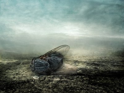 فلاي 2013 (تصوير) بواسطة يوهان ليلجا