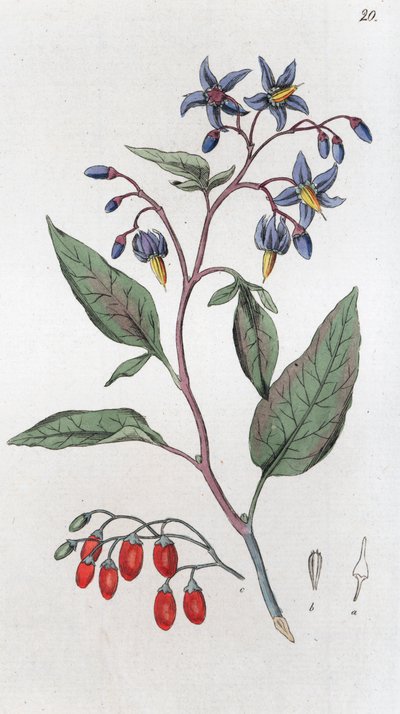 Solanum dulcamara ، حلو ومر ، 1804-1811 بواسطة يوهان فيلهلم بالمستروخ
