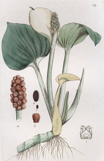 Bog Arum Calla palustris ، 1804-1811 بواسطة يوهان فيلهلم بالمستروخ