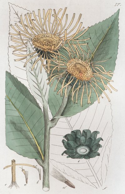 Elecampane Inula helenium ، 1804-1811 بواسطة يوهان فيلهلم بالمستروخ