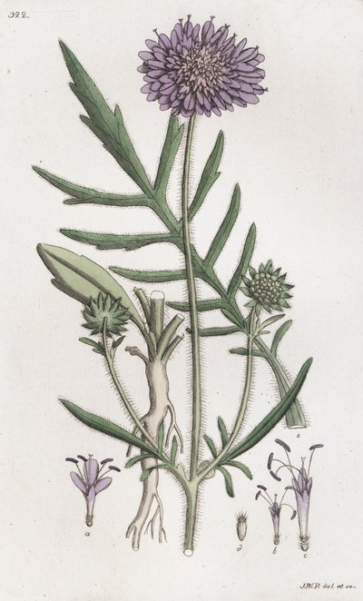 Scabious Knautia arvensis ، 1804-1811 بواسطة يوهان فيلهلم بالمستروخ