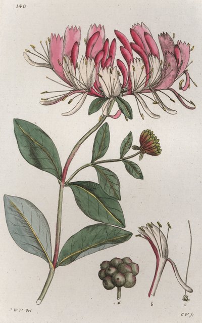 صريمة الجدي Lonicera periclymenum ، 1804-1811 بواسطة يوهان فيلهلم بالمستروخ