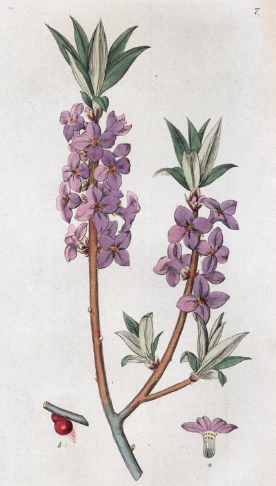 Mezereon Daphne Mezereum ، 1804-1811 بواسطة يوهان فيلهلم بالمستروخ