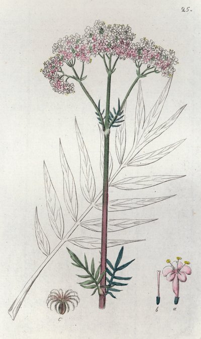 فاليريان فاليريانا أوفيسيناليس ، 1804-1811 بواسطة يوهان فيلهلم بالمستروخ