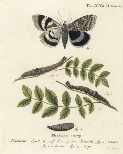 العثة الزرقاء السفلية أو Clifden nonpareil ، Catocala fraxini. نقش على لوح نحاسي ملون يدويًا بواسطة يوهان كارل بوك بعد كتاب يوجينيوس يوهان كريستوف إسبير ، الفراشات في صور من الطبيعة ، إرلانجن بواسطة يوهان كارل بوك