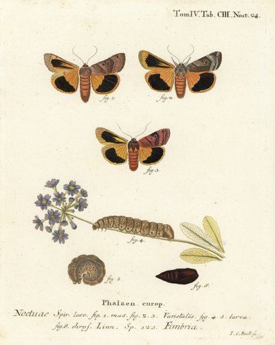 جناح سفلي أصفر عريض الحواف ، Noctua fimbriata. نقش على لوح نحاسي ملون يدويًا بواسطة يوهان كارل بوك بعد كتاب يوجينيوس يوهان كريستوف إسبير ، الفراشات في صور من الطبيعة ، إرلانجن بواسطة يوهان كارل بوك