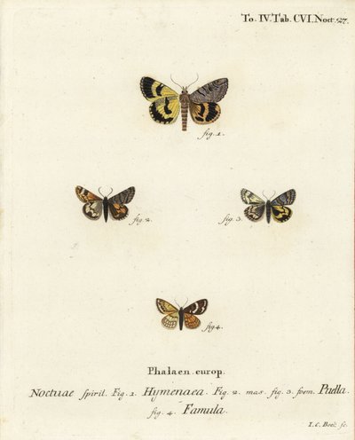 Catocala hymenaea 1 و Amerila puella 2،3 و Isturgia famula moths 4. نقش على لوح نحاسي ملون يدويًا بواسطة يوهان كارل بوك بعد Eugenius Johann Christoph Esper's The Butterflies in Pictures from Nature، Erlangen بواسطة يوهان كارل بوك